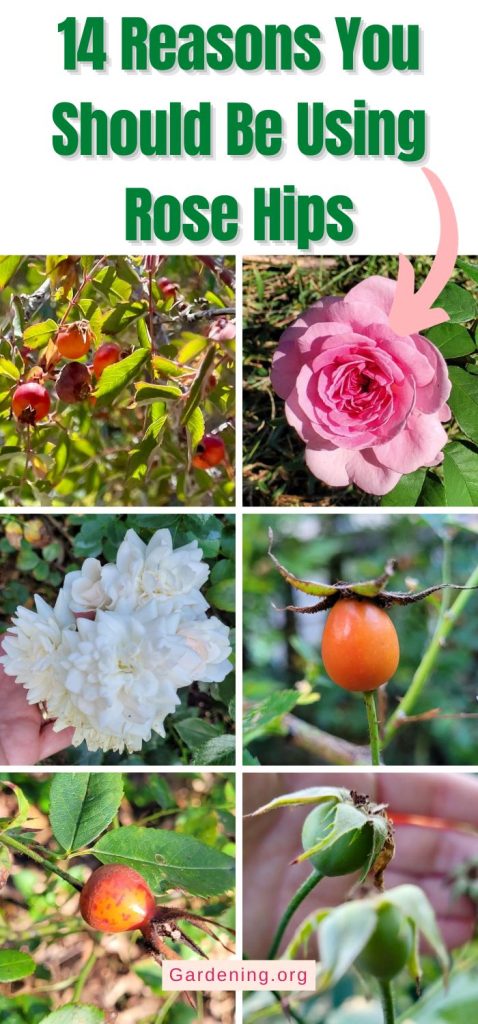 14 Reasons You Should Be Using Rose Hips pinterest image.