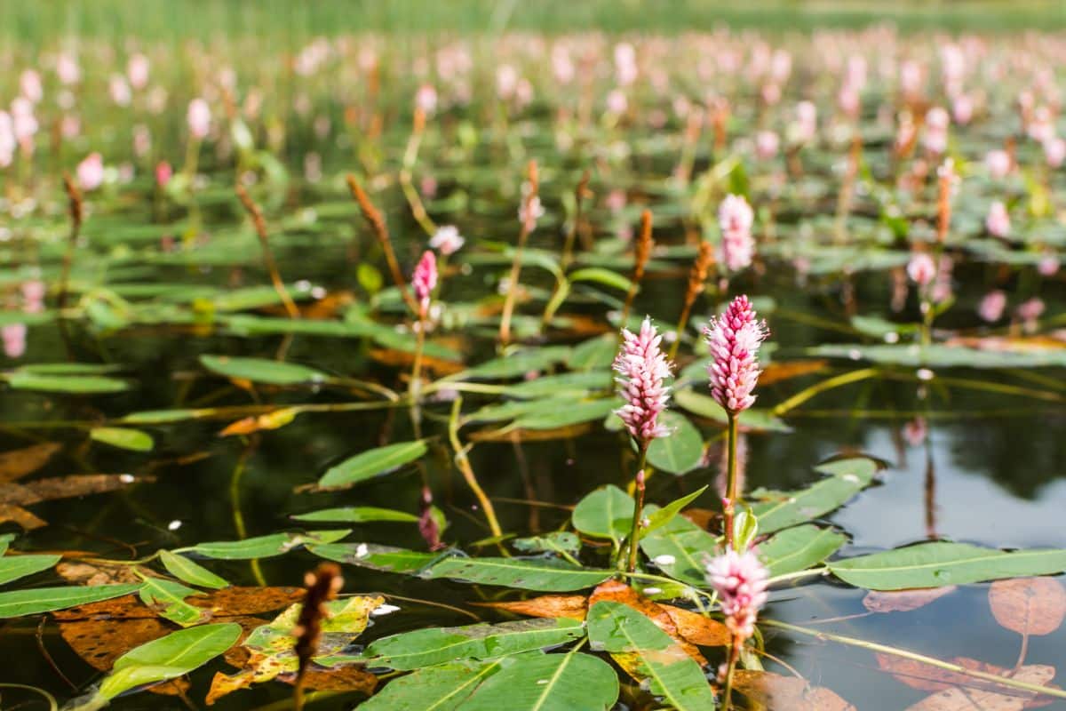 Smartweed growing in a fish pond