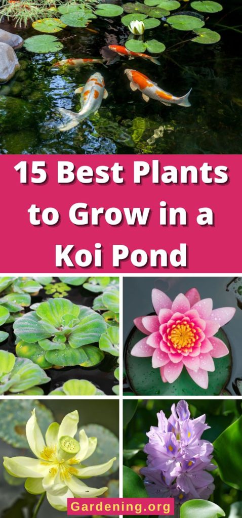 15 Best Plants to Grow in a Koi Pond pinterest image.