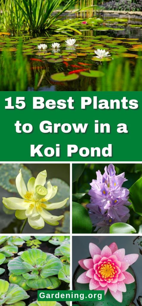 15 Best Plants to Grow in a Koi Pond pinterest image.