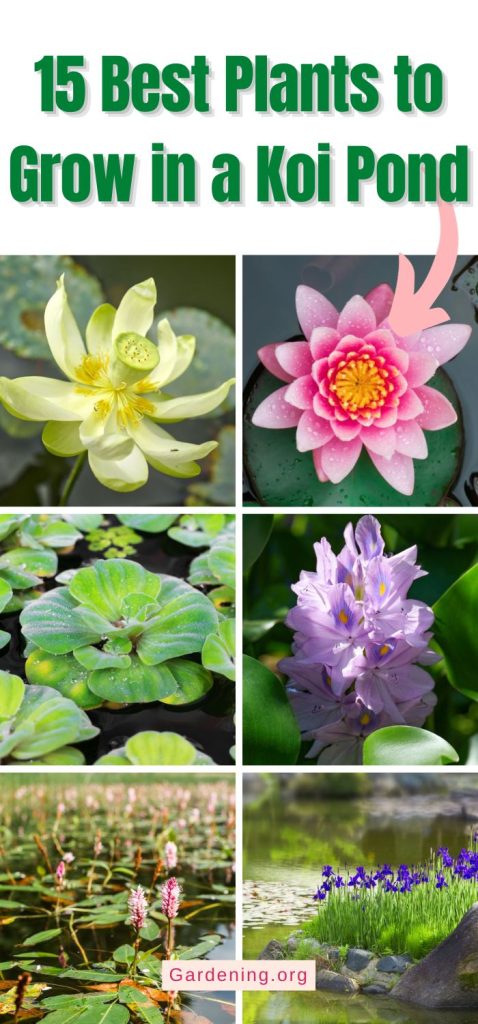 15 Best Plants to Grow in a Koi Pond pinterest image.