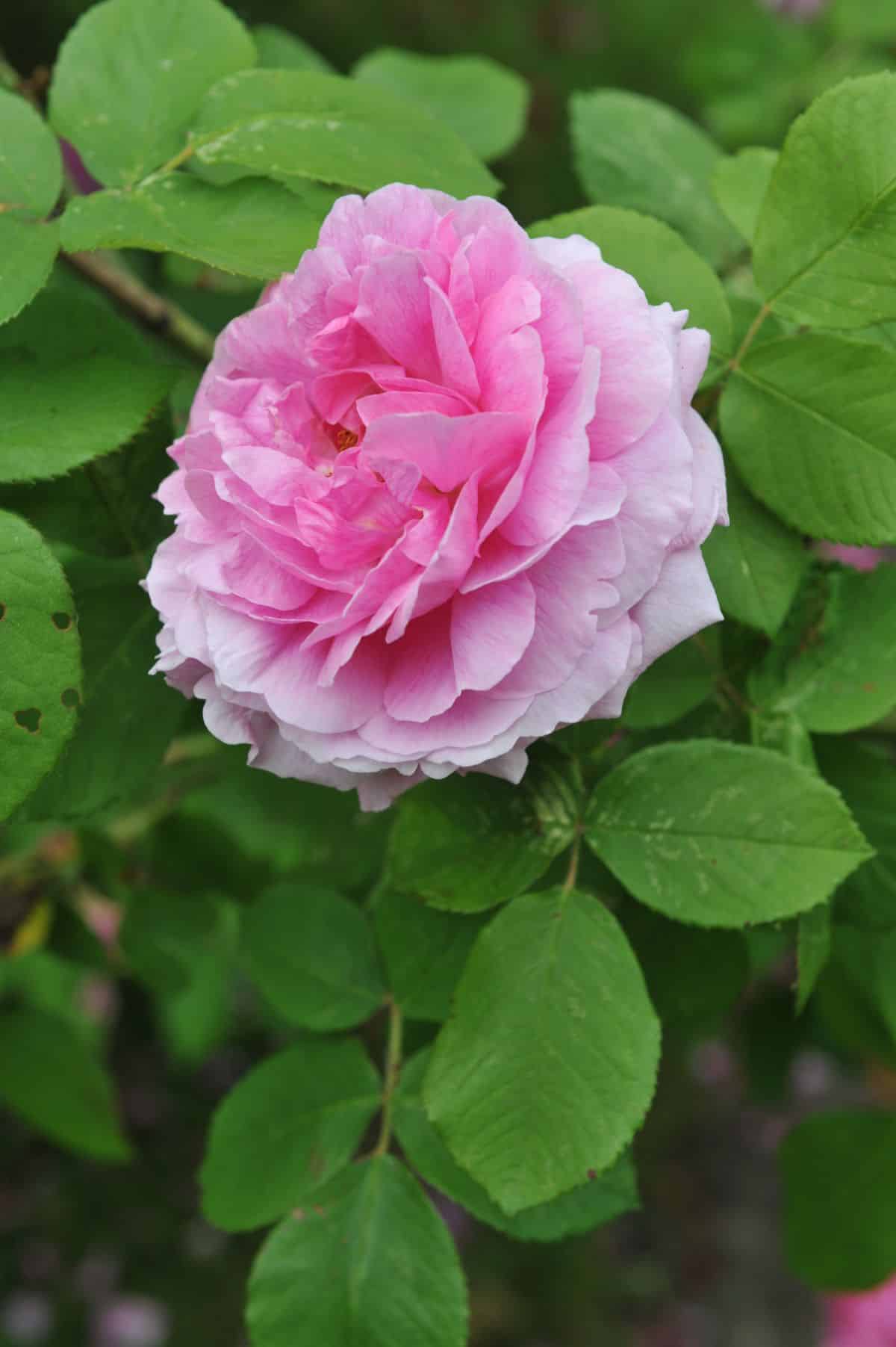 Comte de Chambourd rose