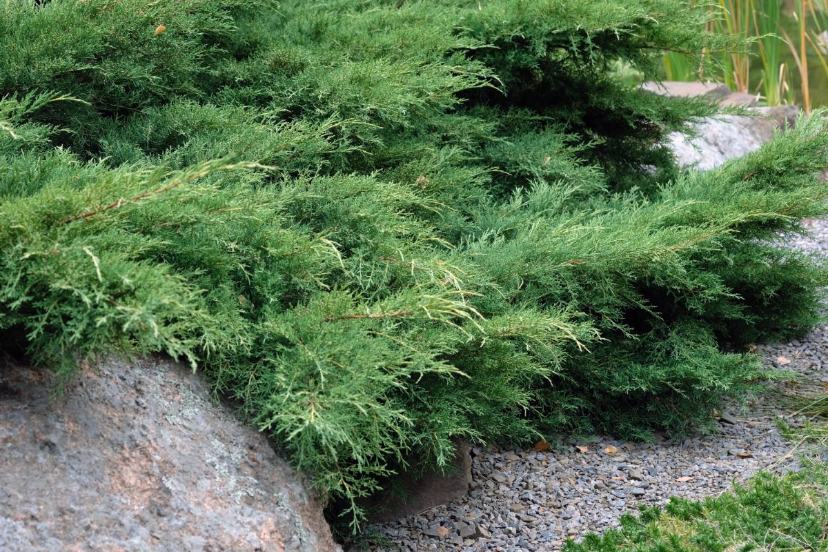 Creeping juniper planted in a wall