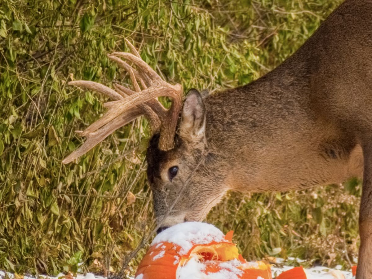 A deer eats an old pumkin