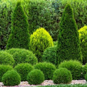 A park with cut bushes and natural stone mulching.