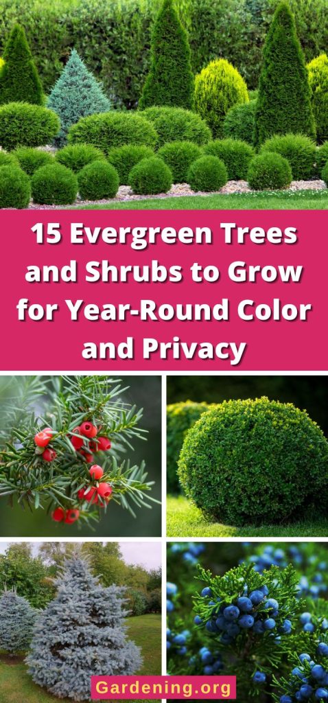 15 Evergreen Trees and Shrubs to Grow for Year-Round Color and Privacy pinterest image.