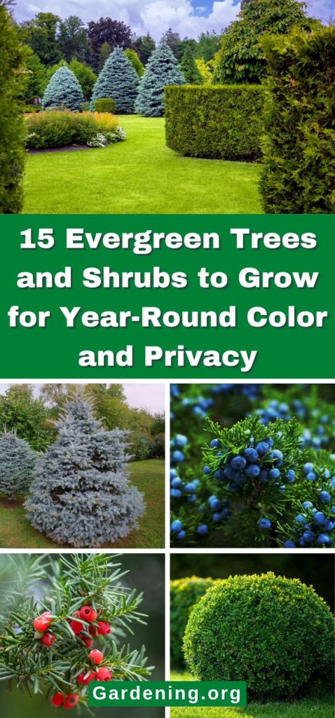 15 Evergreen Trees and Shrubs to Grow for Year-Round Color and Privacy pinterest image.