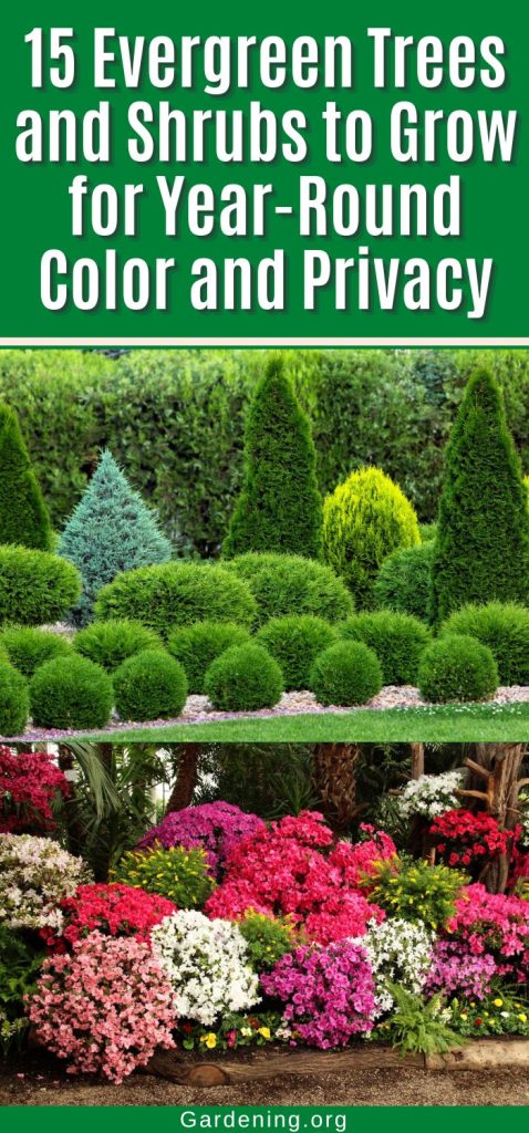 15 Evergreen Trees and Shrubs to Grow for Year-Round Color and Privacy pinterest image.