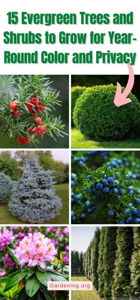 15 Evergreen Trees and Shrubs to Grow for Year-Round Color and Privacy pinterest image.