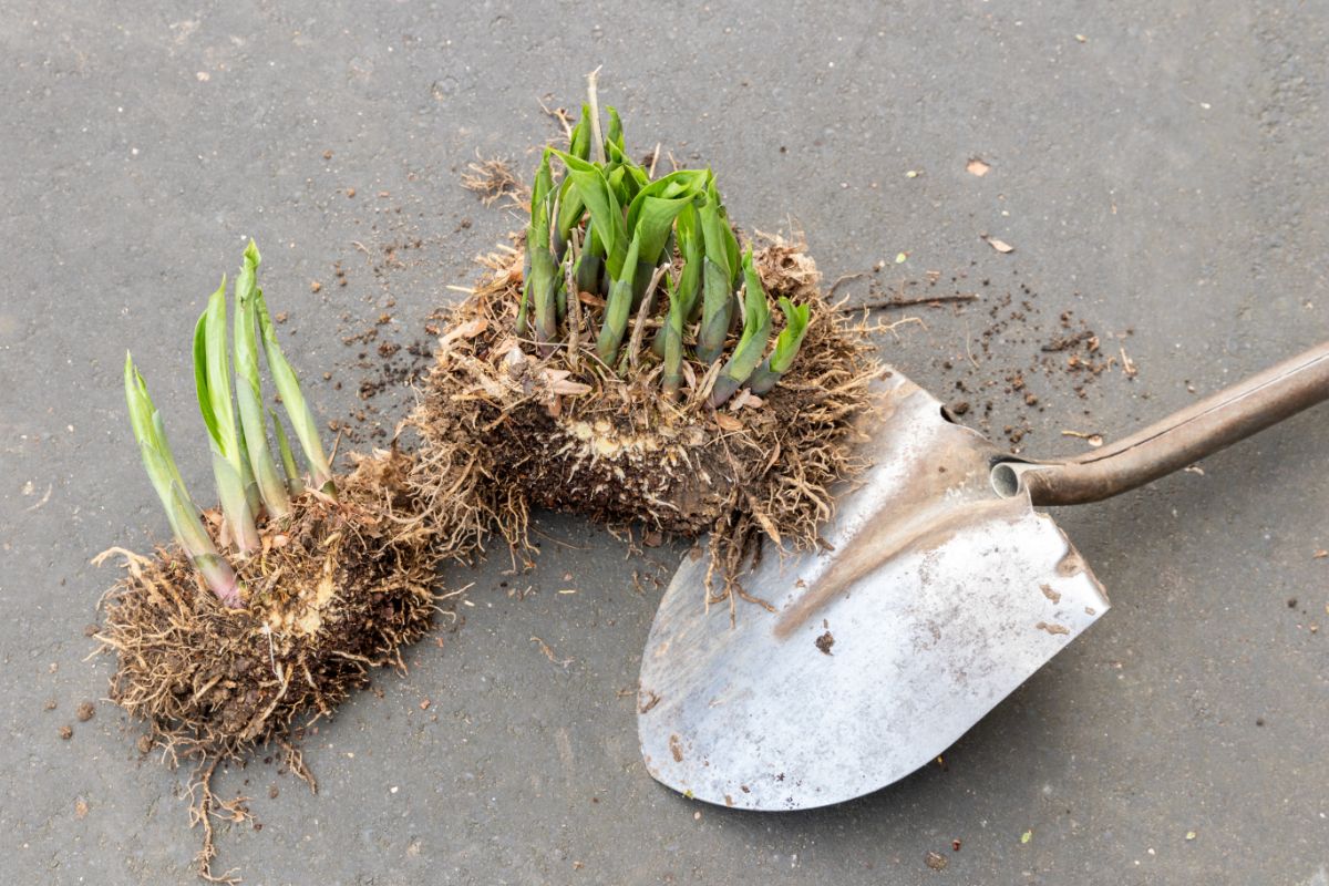 Small spring shoots being divided