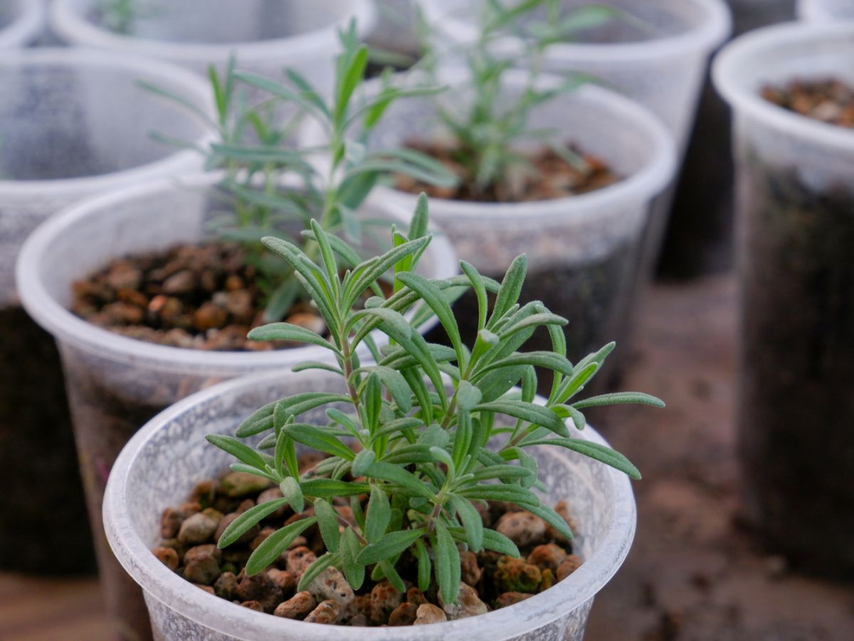 A young lavender plant