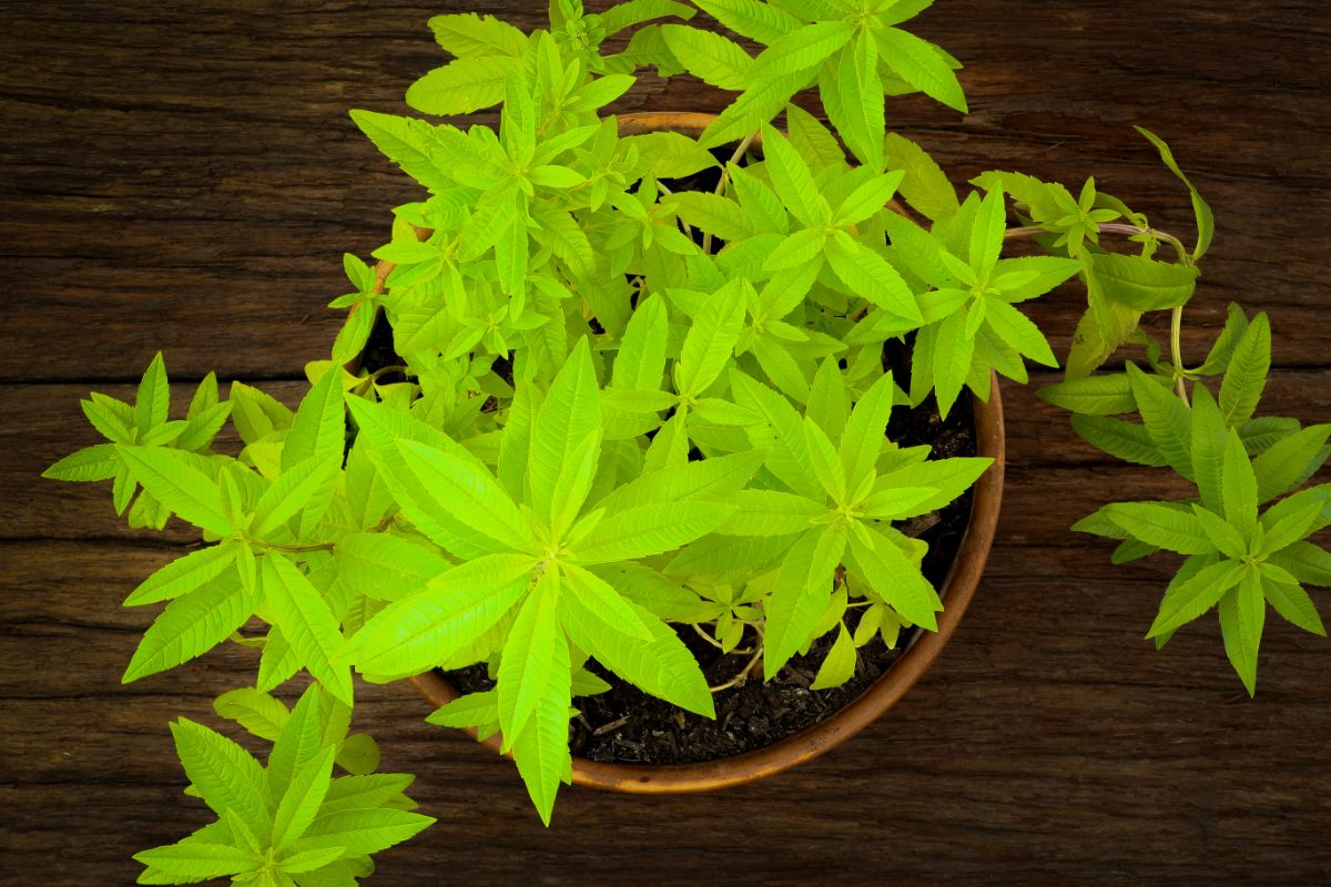 Lemon verbena in a pot