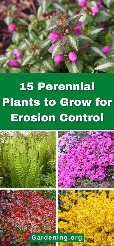 15 Perennial Plants to Grow for Erosion Control pinterest image.