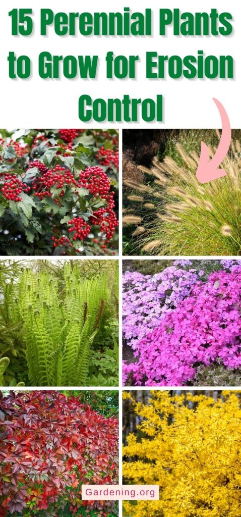 15 Perennial Plants to Grow for Erosion Control pinterest image.