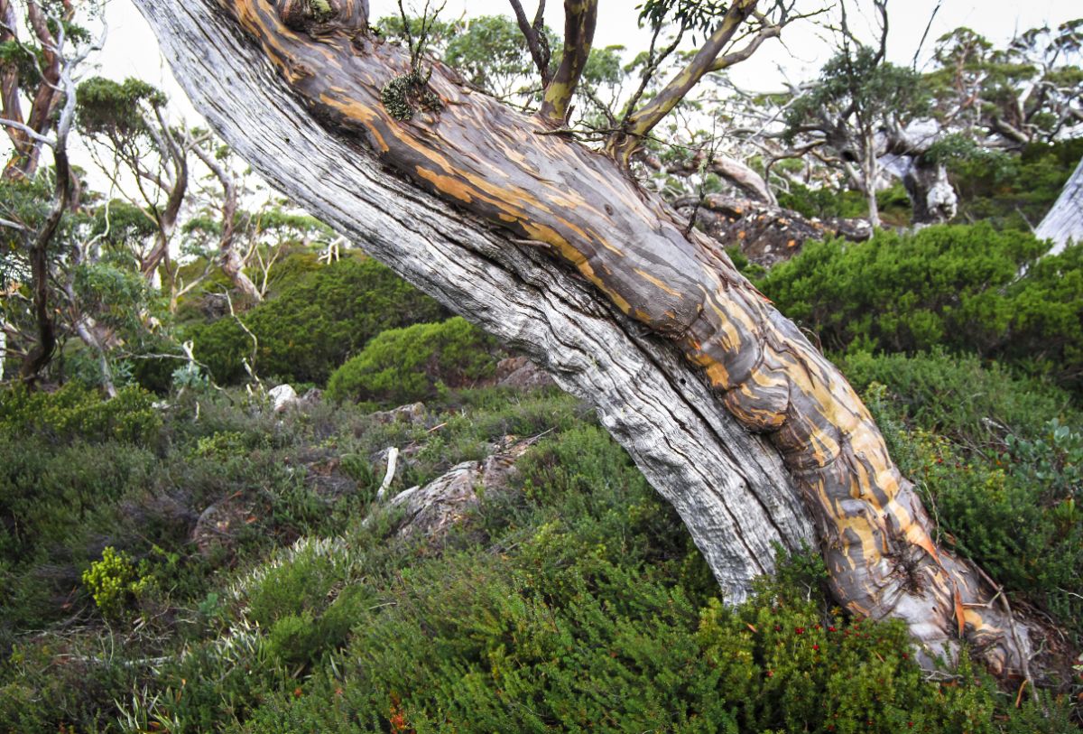 Australian snow gum tree