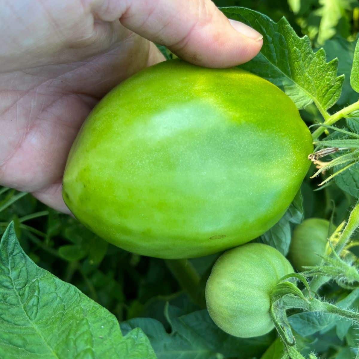 A gardener picking up a green tomato from the vine.