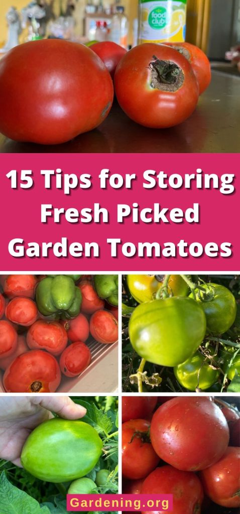 15 Tips for Storing Fresh Picked Garden Tomatoes pinterest image.