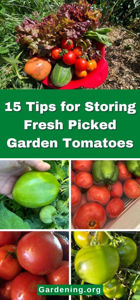 15 Tips for Storing Fresh Picked Garden Tomatoes pinterest image.