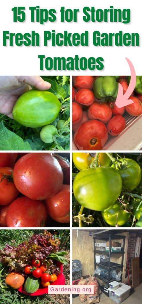 15 Tips for Storing Fresh Picked Garden Tomatoes pinterest image.