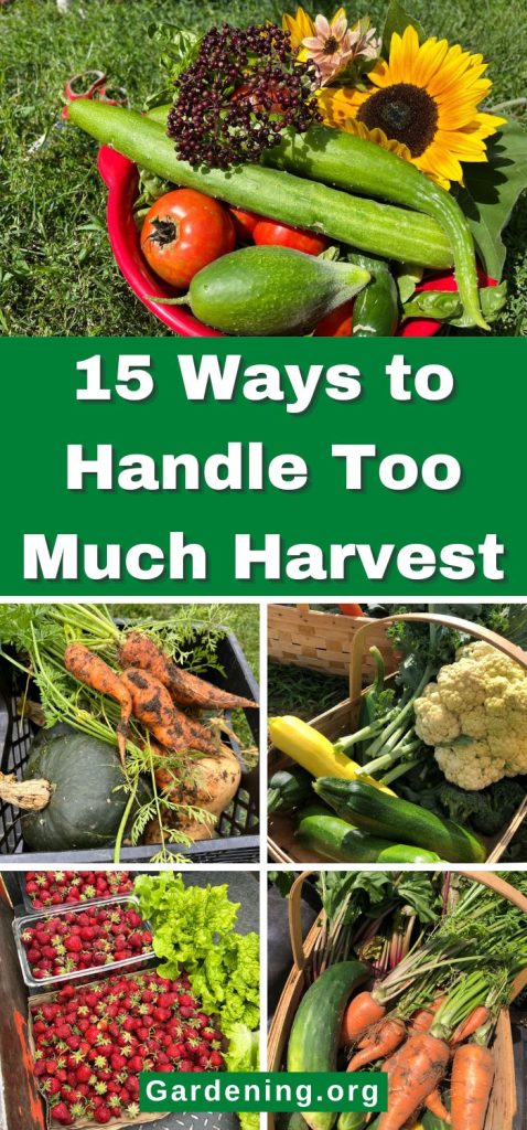 15 Ways to Handle Too Much Harvest pinterest image.