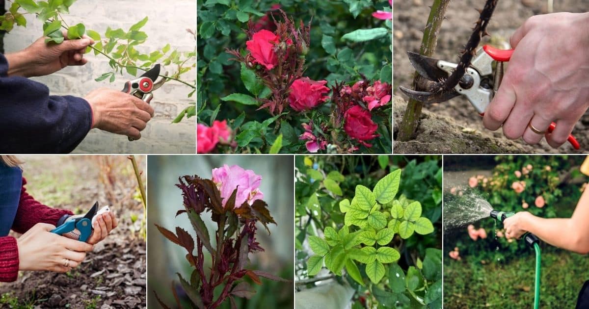 collage of rose rosette disease images