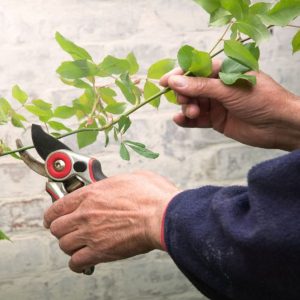 A gardener pruning a rose with pruners.