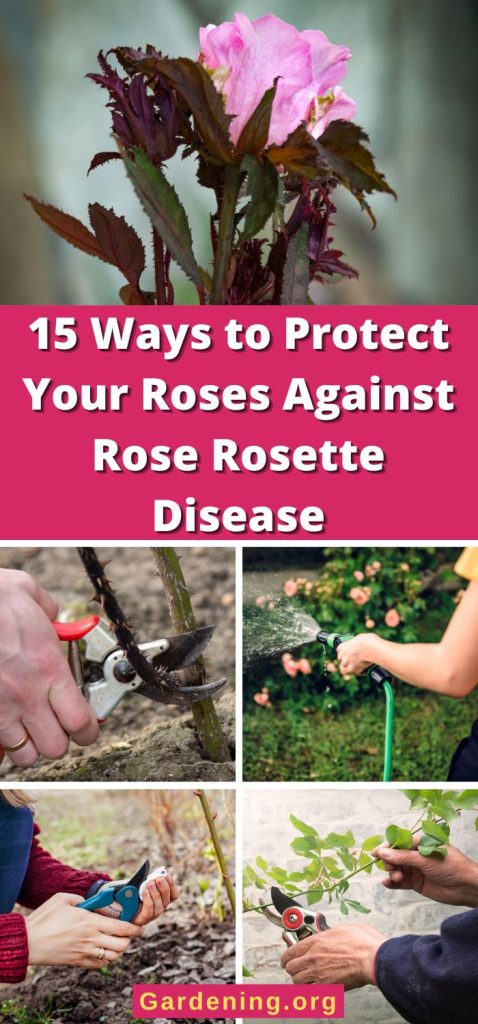 15 Ways to Protect Your Roses Against Rose Rosette Disease pinterest image.