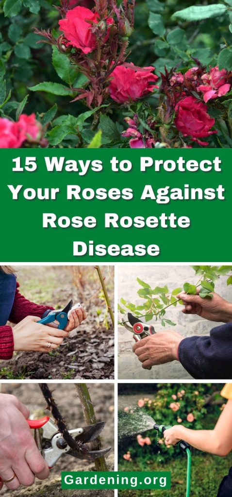 15 Ways to Protect Your Roses Against Rose Rosette Disease pinterest image.