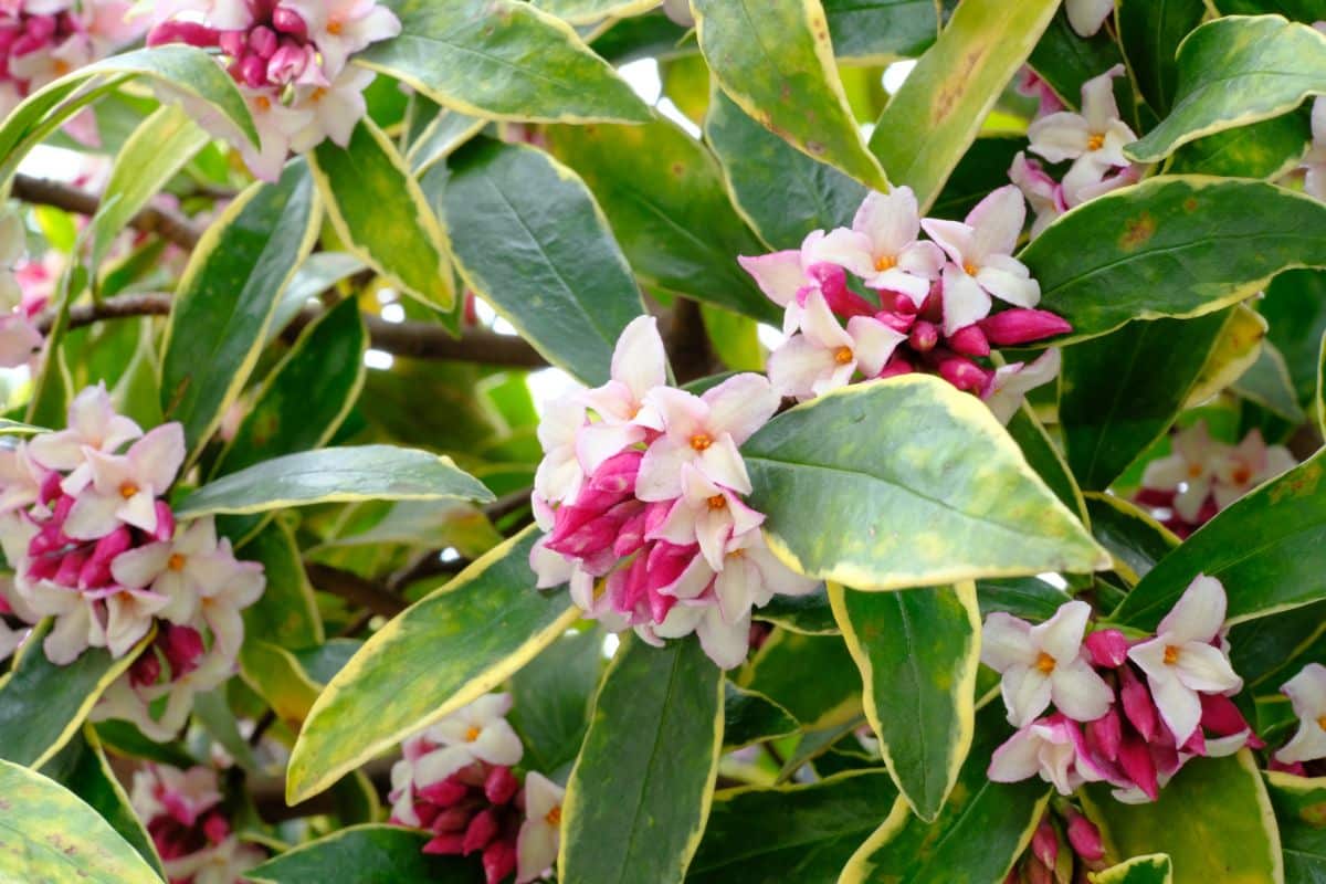 Winter Daphne in bloom