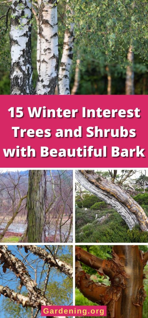 15 Winter Interest Trees and Shrubs with Beautiful Bark pinterest image.