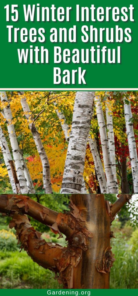 15 Winter Interest Trees and Shrubs with Beautiful Bark pinterest image.
