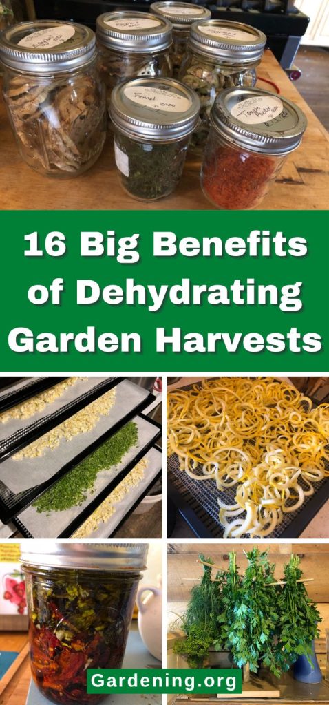 16 Big Benefits of Dehydrating Garden Harvests pinterest image.
