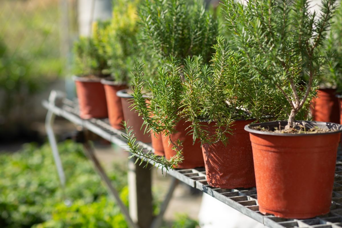 Rosemary plants in pots