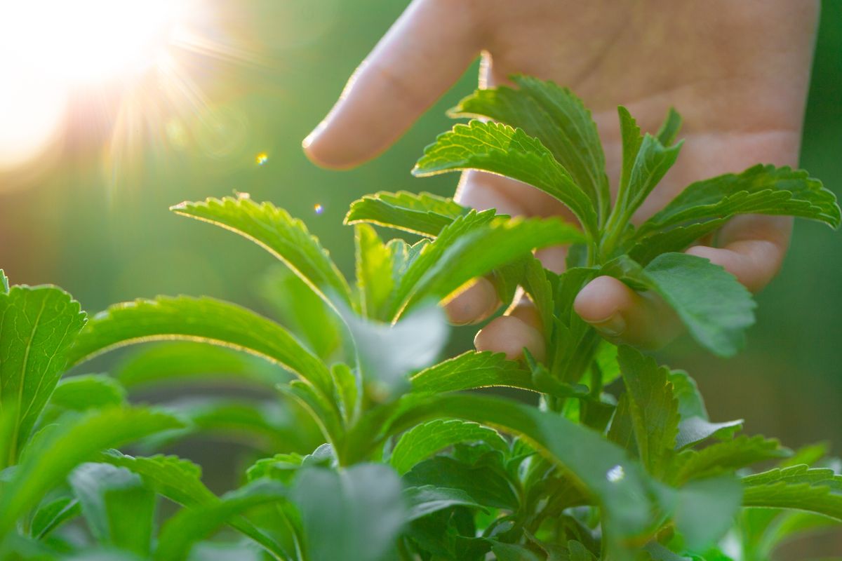 Stevia, a sweet herb