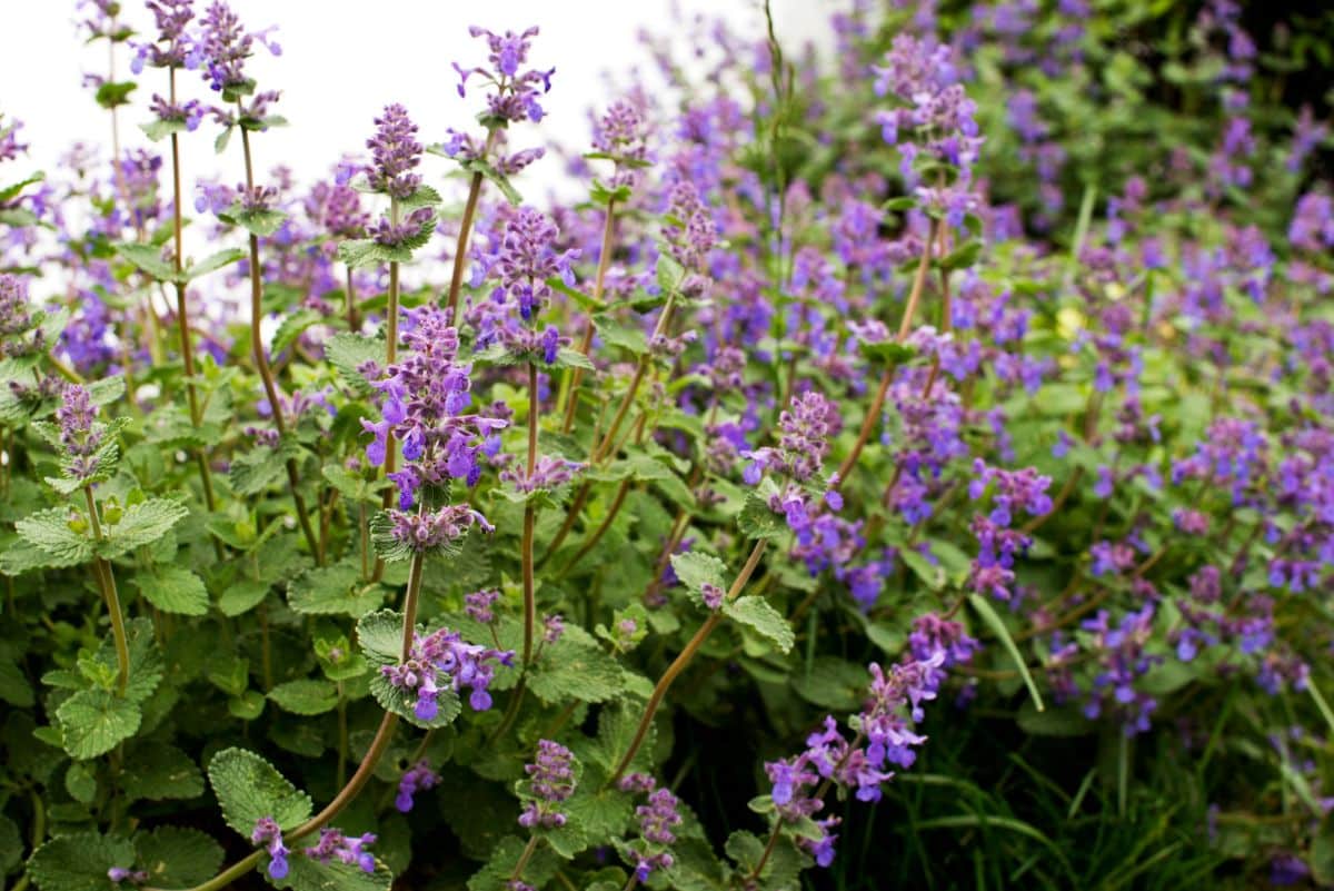 Purple flowering lavender mint