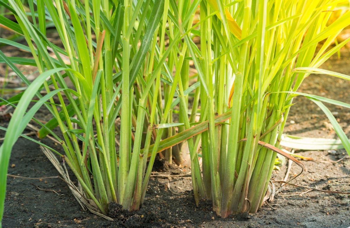 Stands of lemon grass in an herb garden