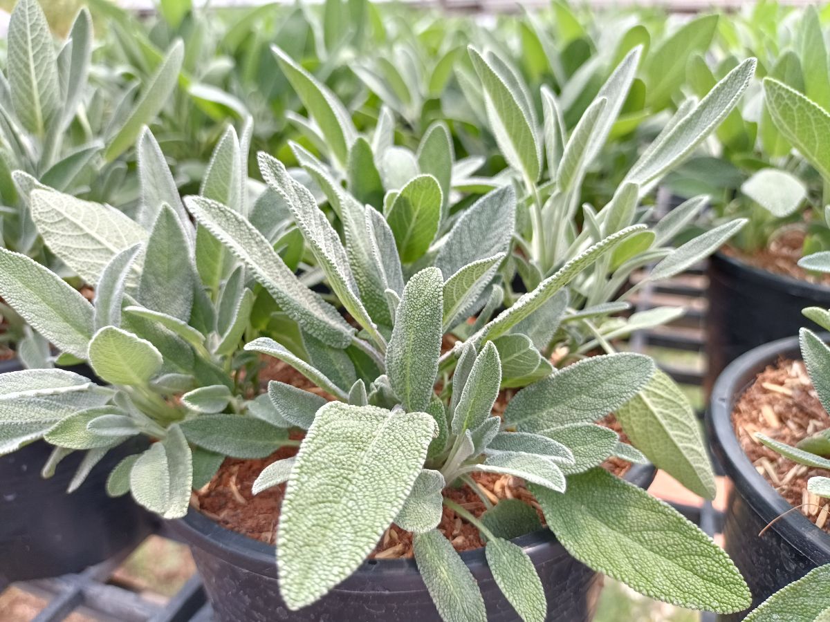 Healthy potted sage plants