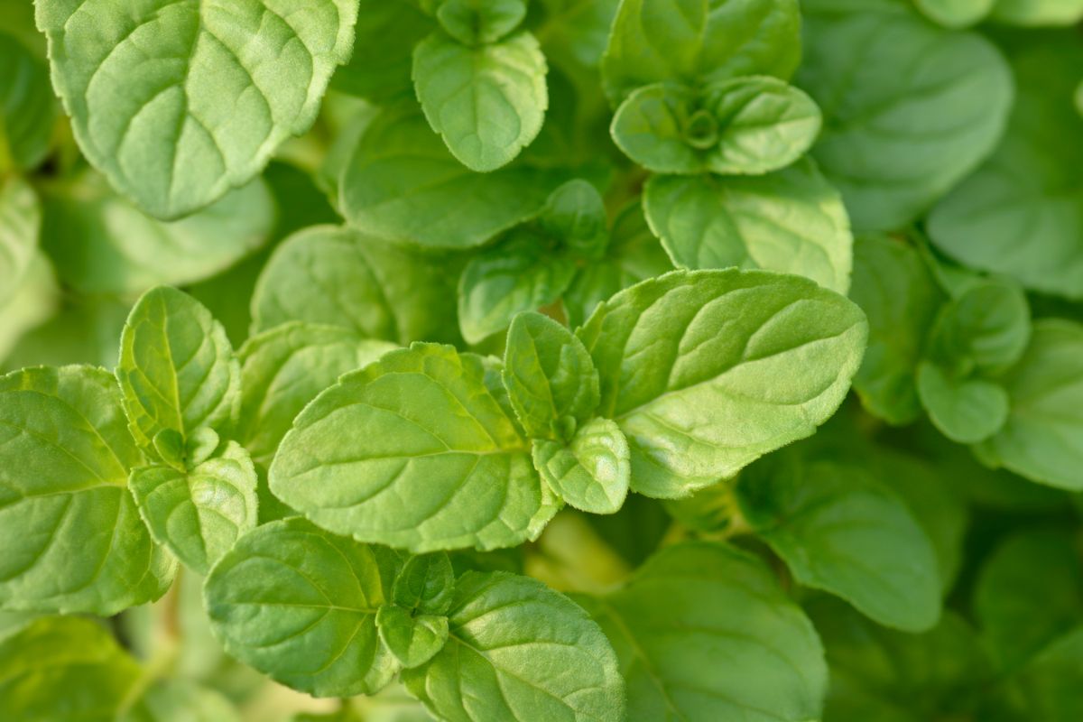 Basil mint plant