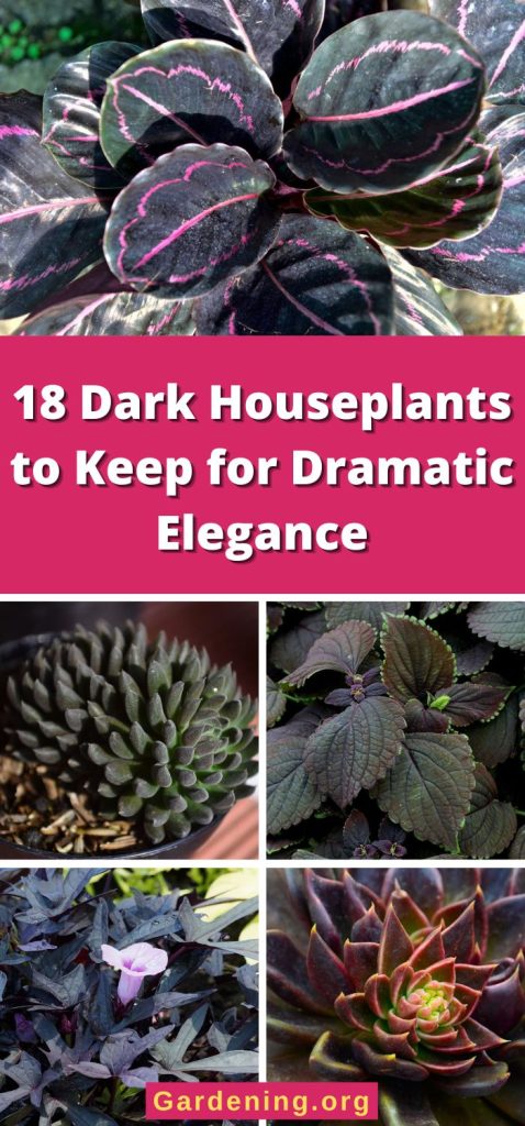 18 Dark Houseplants to Keep for Dramatic Elegance pinterest image.