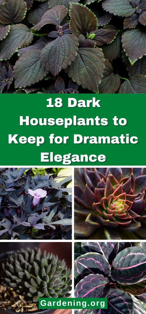 Remaining 18 Dark Houseplants to Keep for Dramatic Elegance pinterest image.