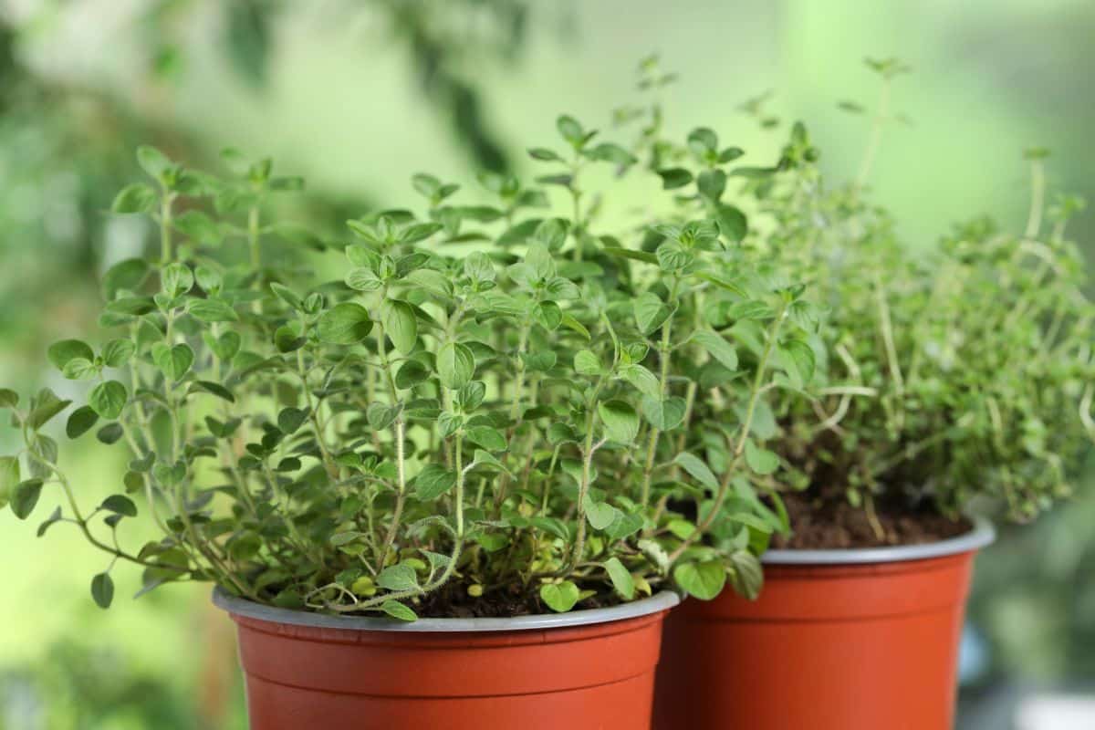 Oregano growing in a pot