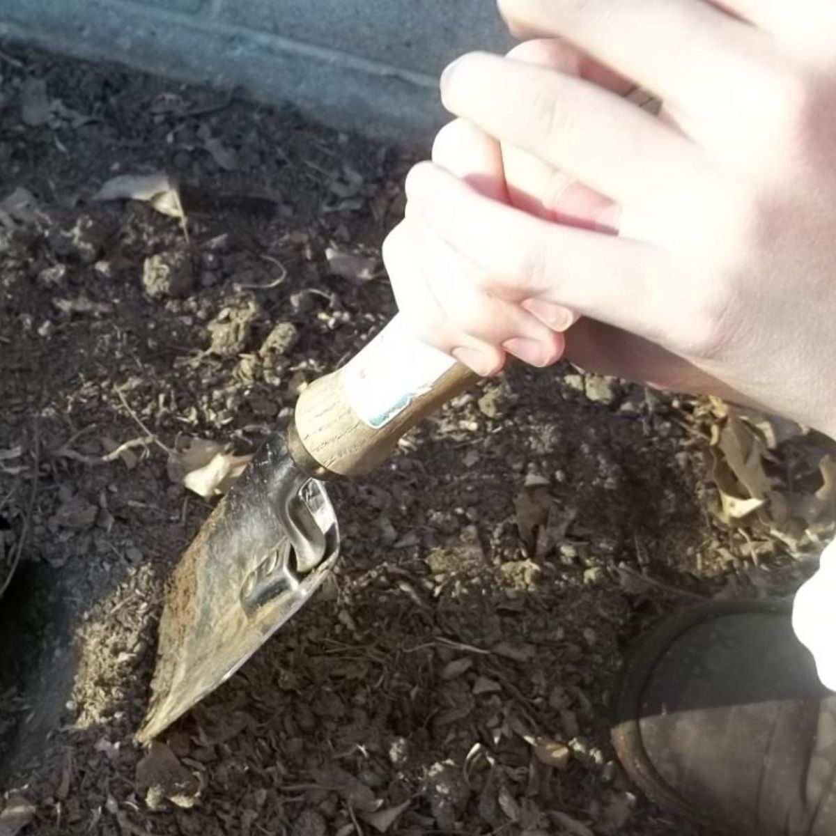 A gardener with a small shovel cuts the soil.