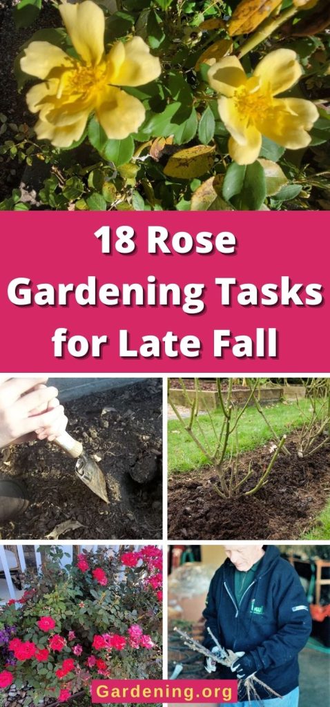 18 Rose Gardening Tasks for Late Fall pinterest image.