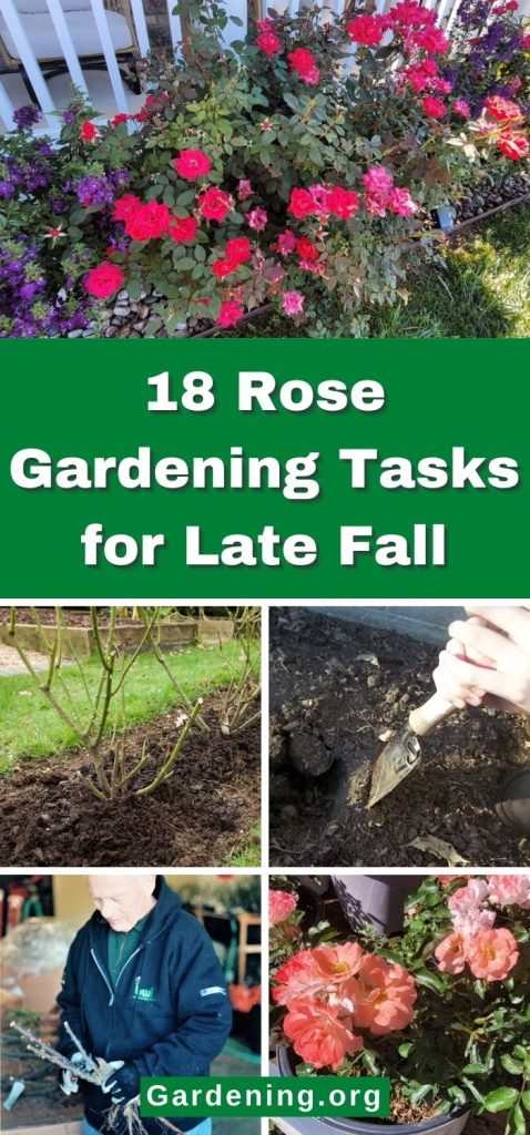 18 Rose Gardening Tasks for Late Fall pinterest image.