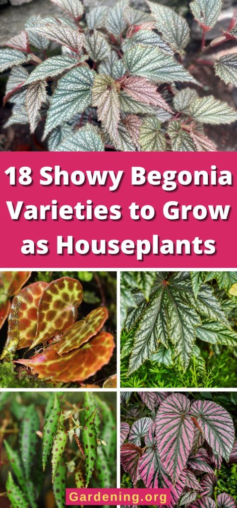 18 Showy Begonia Varieties to Grow as Houseplants pinterest image.