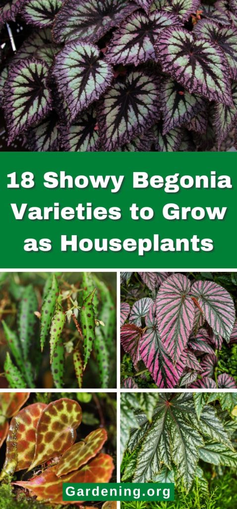 18 Showy Begonia Varieties to Grow as Houseplants pinterest image.