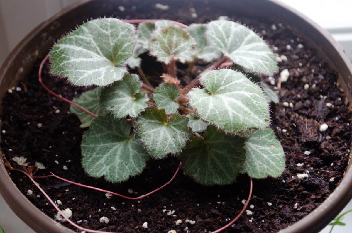 Strawberry begonia with runners