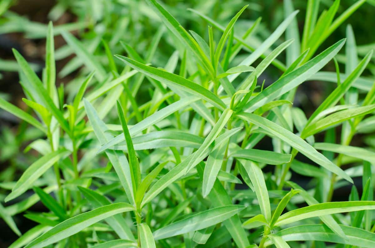 Green tarragon in an herb garden