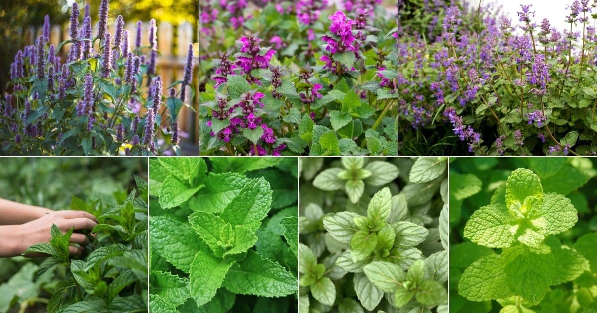 18 Varieties of Edible Mint to Grow in Your Herb Garden - Gardening