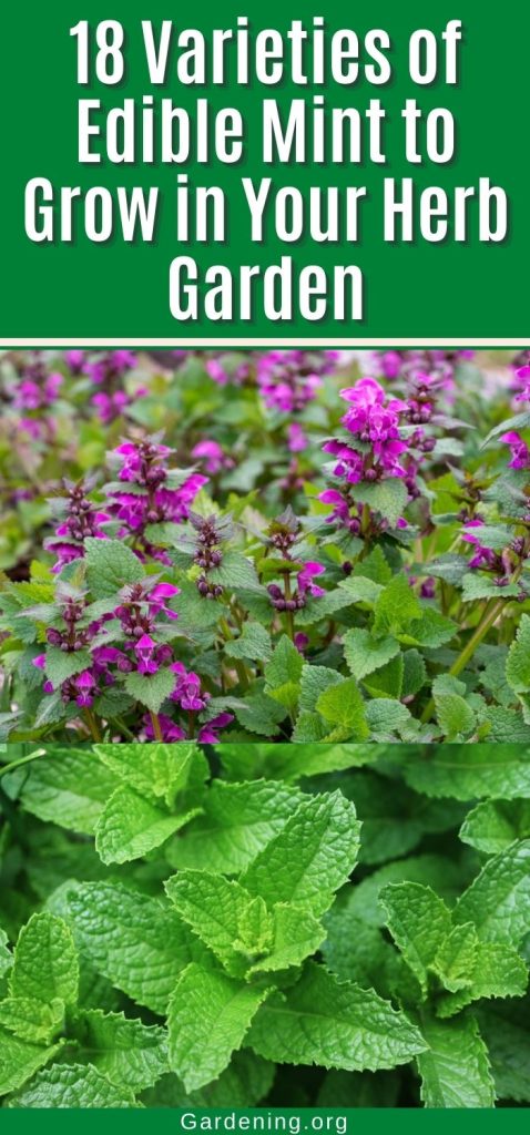 18 Varieties of Edible Mint to Grow in Your Herb Garden pinterest image.